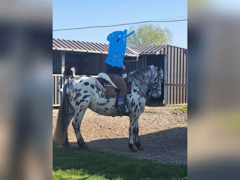 Appaloosa Hongre 11 Ans 150 cm Léopard in Oordegem
