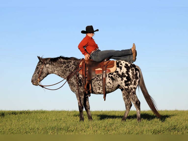Appaloosa Hongre 11 Ans 150 cm Léopard in Clarion