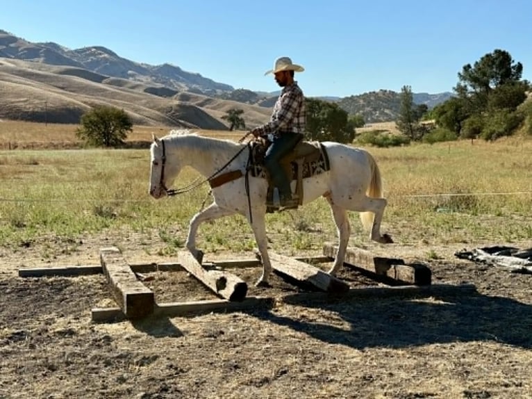 Appaloosa Hongre 11 Ans 155 cm Blanc in Tres Pinos