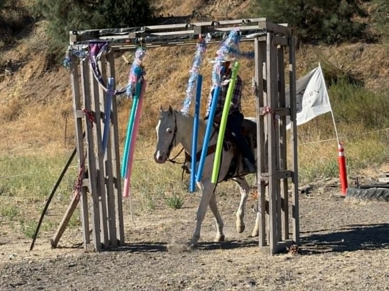 Appaloosa Hongre 11 Ans 155 cm Blanc in Tres Pinos