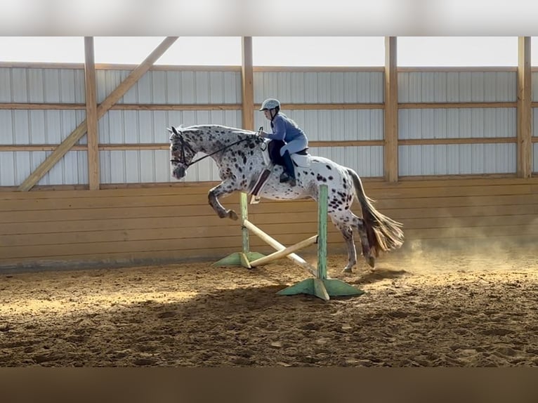 Appaloosa Hongre 11 Ans 160 cm Alezan brûlé in Grantville
