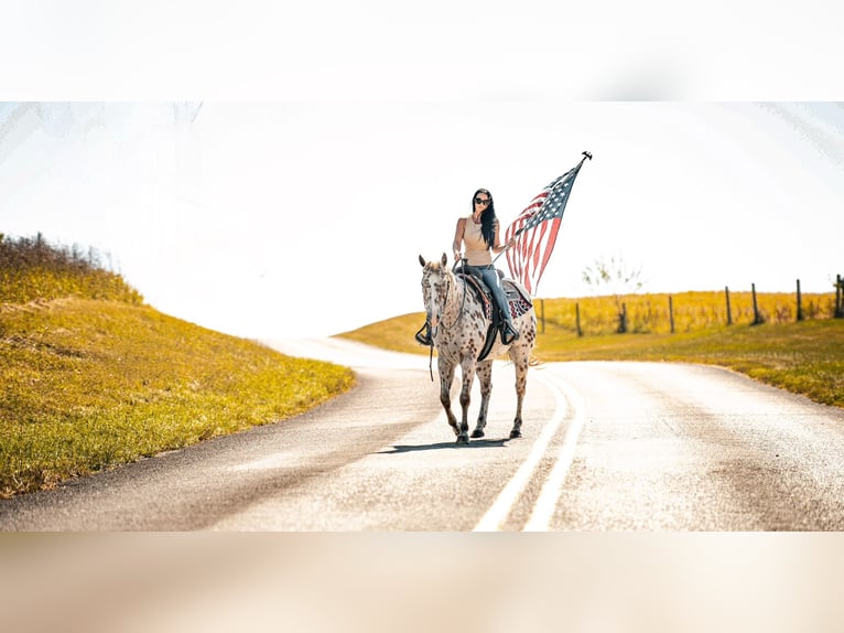 Appaloosa Hongre 11 Ans 160 cm Alezan brûlé in Grantville Appaloosa Hongre 11 Ans 160 cm Alezan brûlé in Grantville