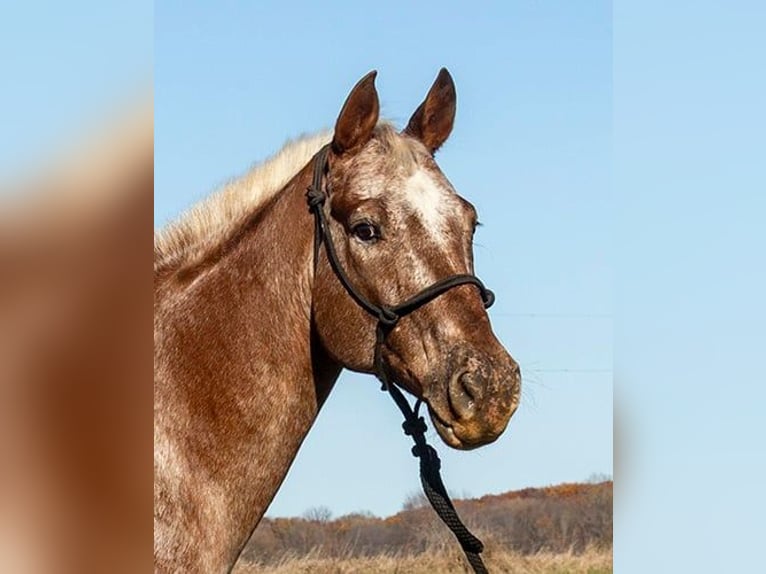 Appaloosa Hongre 11 Ans Alezan cuivré in Princeville