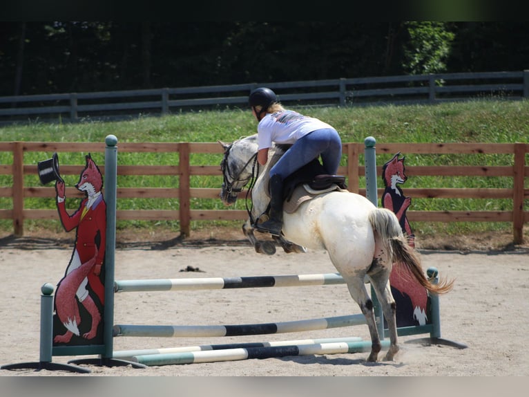 Appaloosa Hongre 12 Ans 137 cm Gris in Borden IN