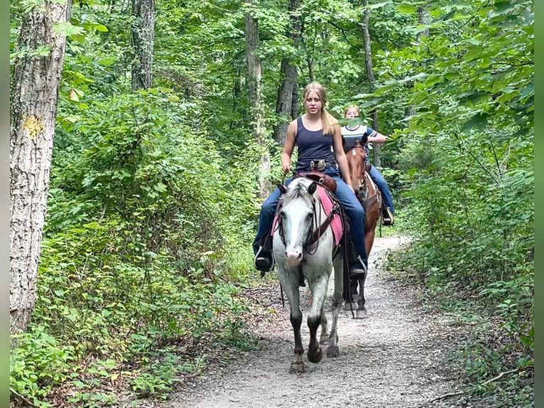 Appaloosa Hongre 12 Ans 137 cm Gris in Borden IN