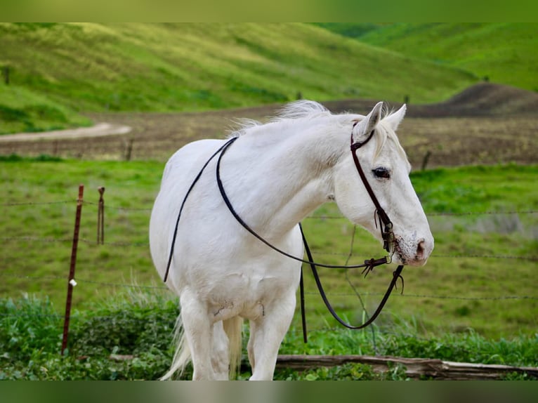 Appaloosa Hongre 12 Ans 147 cm Gris in King City
