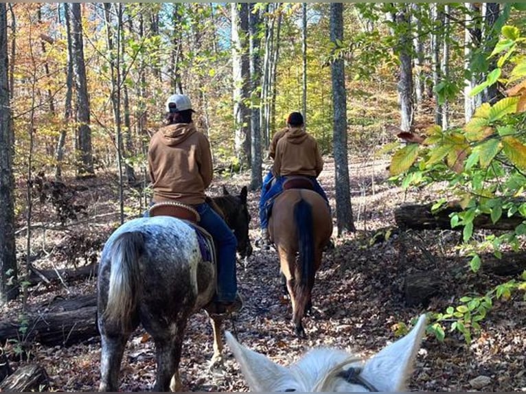 Appaloosa Hongre 12 Ans 152 cm Alezan brûlé in Borden, IN