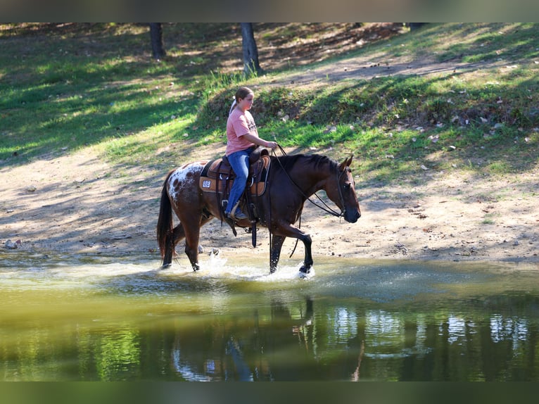 Appaloosa Hongre 12 Ans 152 cm  in Terrell