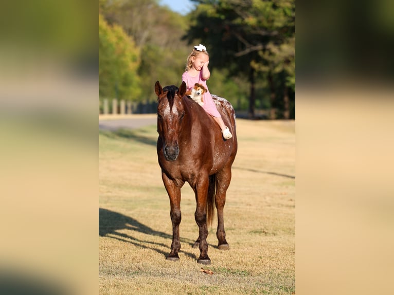 Appaloosa Hongre 12 Ans 152 cm  in Terrell