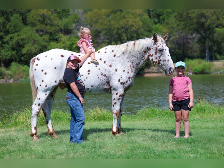 Appaloosa Hongre 12 Ans 152 cm in Forney, TX