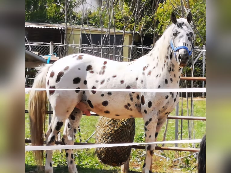 Appaloosa Hongre 12 Ans 153 cm Léopard in Wien, Simmering