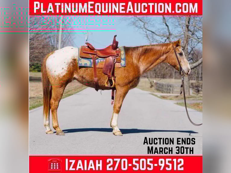 Appaloosa Hongre 12 Ans 155 cm Alezan brûlé in rINEYVILLE ky