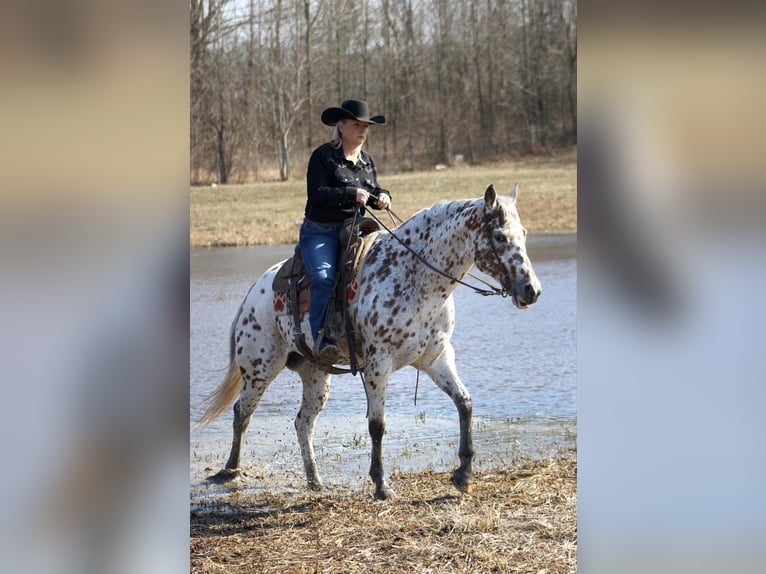 Appaloosa Hongre 12 Ans 155 cm Alezan brûlé in Borden IN