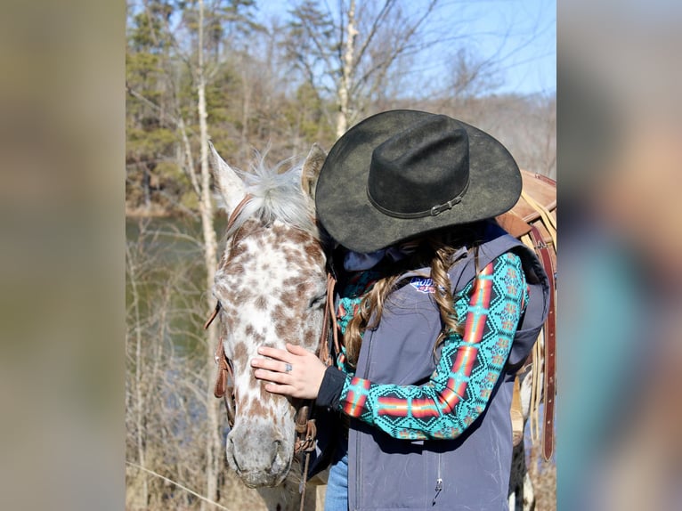 Appaloosa Hongre 12 Ans 155 cm Alezan brûlé in Borden IN