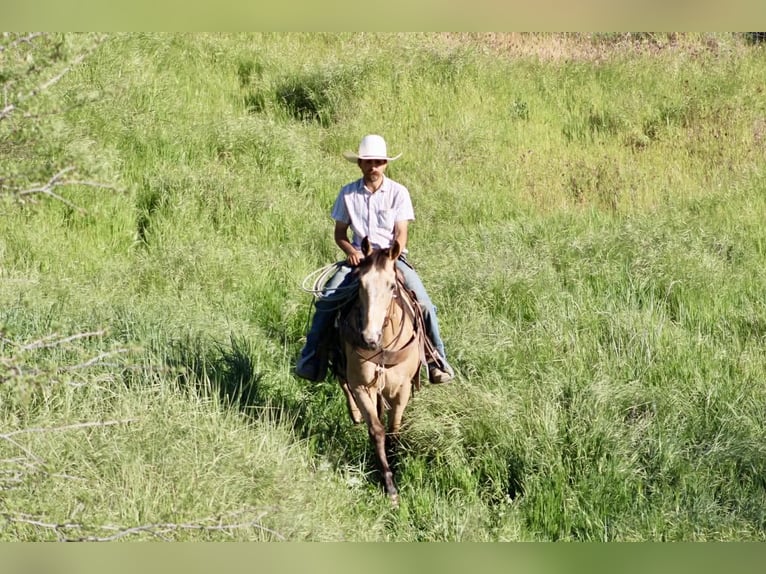 Appaloosa Hongre 12 Ans 155 cm Buckskin in Tres Pinos