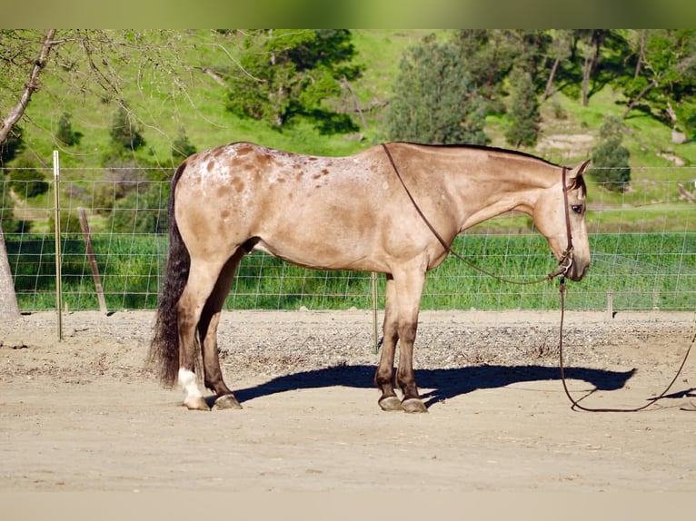 Appaloosa Hongre 12 Ans 155 cm Buckskin in Tres Pinos