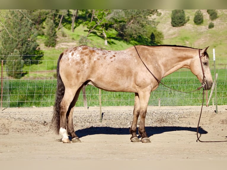 Appaloosa Hongre 12 Ans 155 cm Buckskin in Tres Pinos
