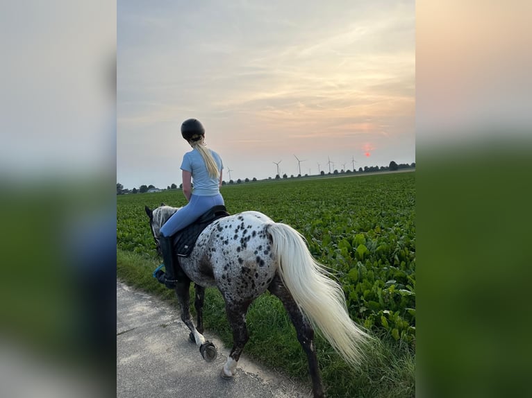 Appaloosa Hongre 12 Ans 162 cm Léopard in Baesweiler