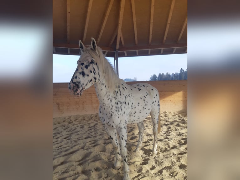 Appaloosa Hongre 12 Ans 163 cm in Affoltern im Emmental