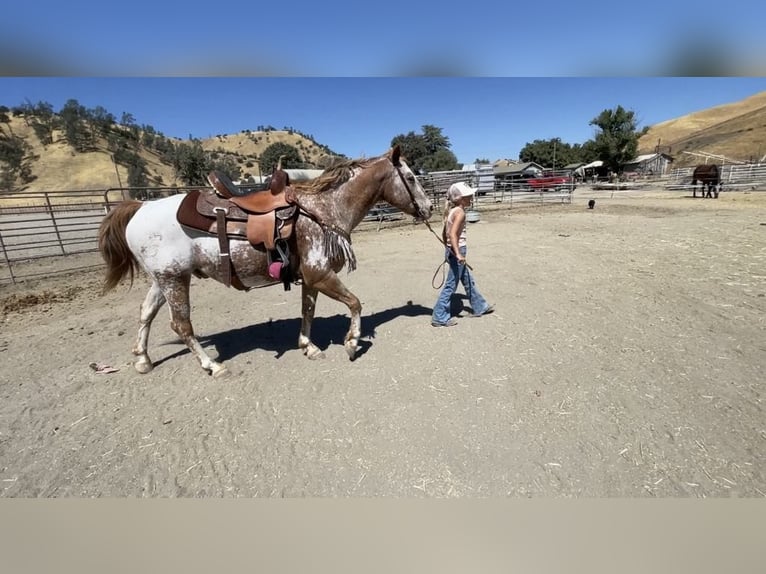 Appaloosa Hongre 13 Ans 142 cm Alezan brûlé in Paicines CA