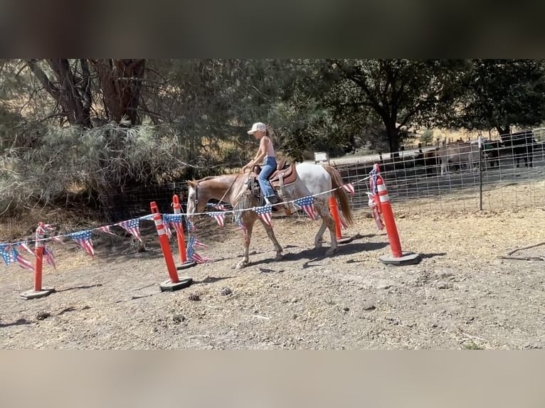 Appaloosa Hongre 13 Ans 142 cm Alezan brûlé in Paicines CA