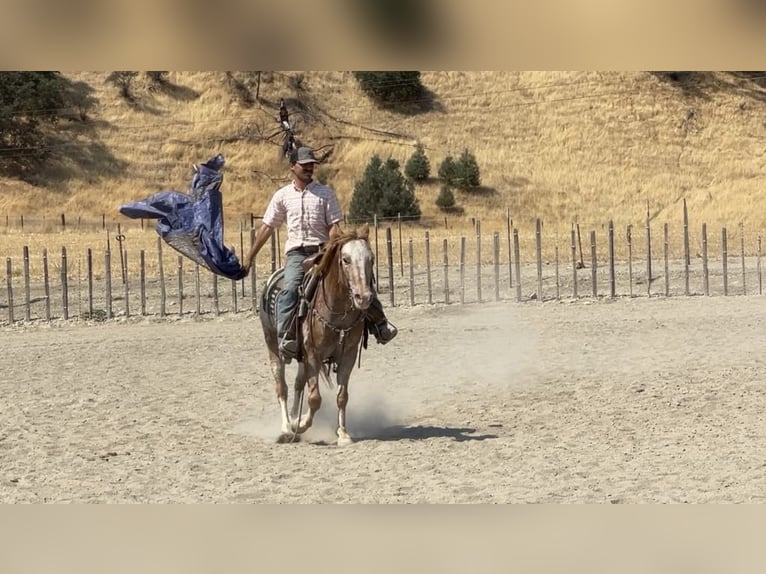 Appaloosa Hongre 13 Ans 142 cm Alezan brûlé in Paicines CA