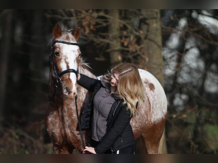 Appaloosa Hongre 13 Ans 143 cm in Euskirchen