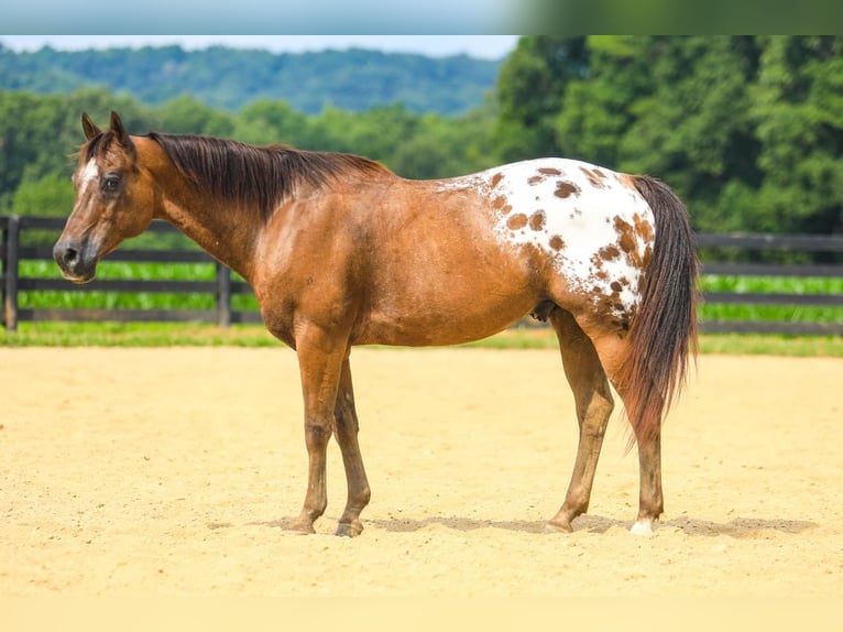 Appaloosa Hongre 13 Ans 150 cm in Somerset, KY