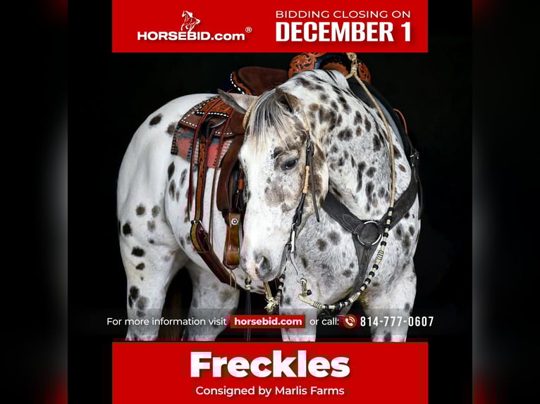 Appaloosa Hongre 13 Ans 152 cm Léopard in Rebersburg