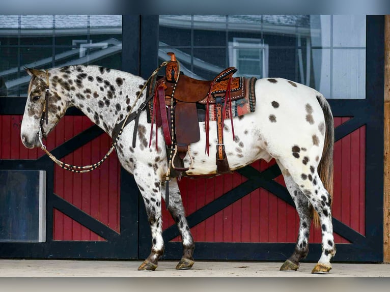 Appaloosa Hongre 13 Ans 152 cm Léopard in Rebersburg