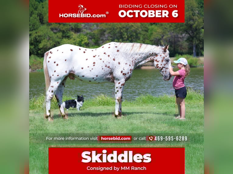 Appaloosa Hongre 13 Ans 152 cm in Forney, TX