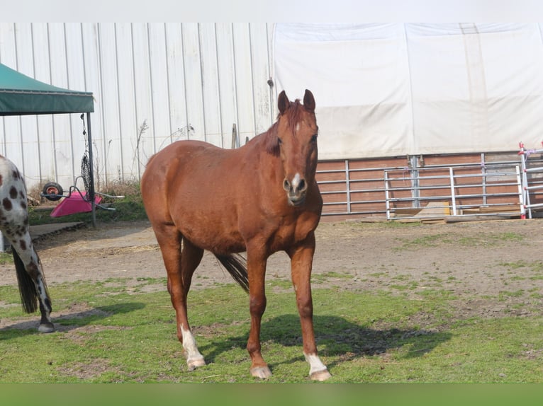 Appaloosa Hongre 13 Ans 153 cm Léopard in Quartino