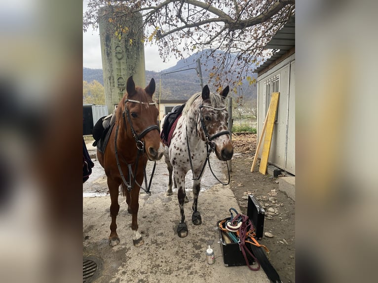 Appaloosa Hongre 13 Ans 153 cm Léopard in Quartino