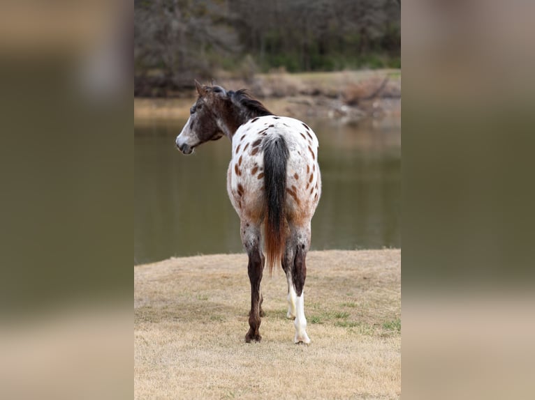 Appaloosa Hongre 13 Ans 155 cm Alezan brûlé in Forney