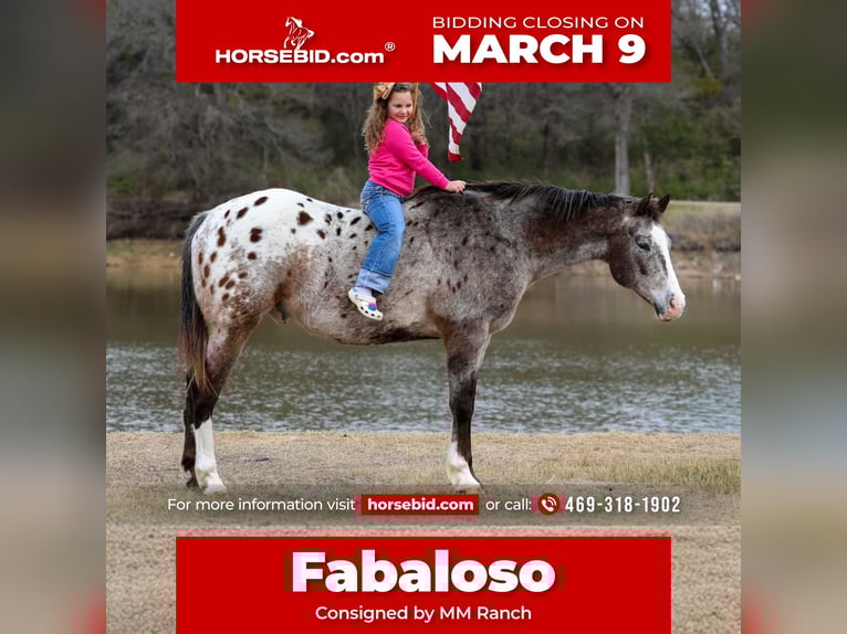 Appaloosa Hongre 13 Ans 155 cm Alezan brûlé in Forney