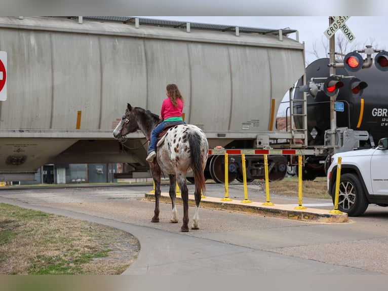 Appaloosa Hongre 13 Ans 155 cm Alezan brûlé in Forney