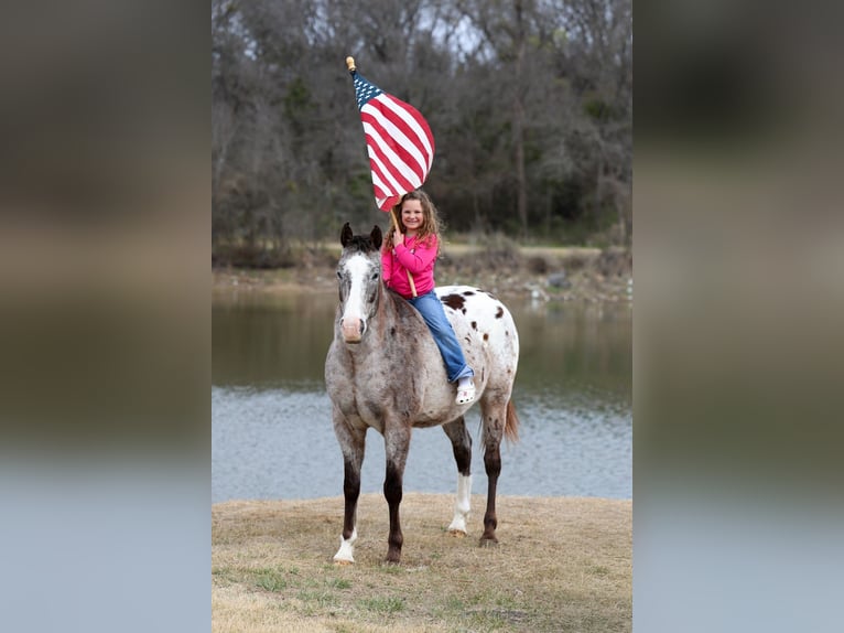Appaloosa Hongre 13 Ans 155 cm Alezan brûlé in Forney