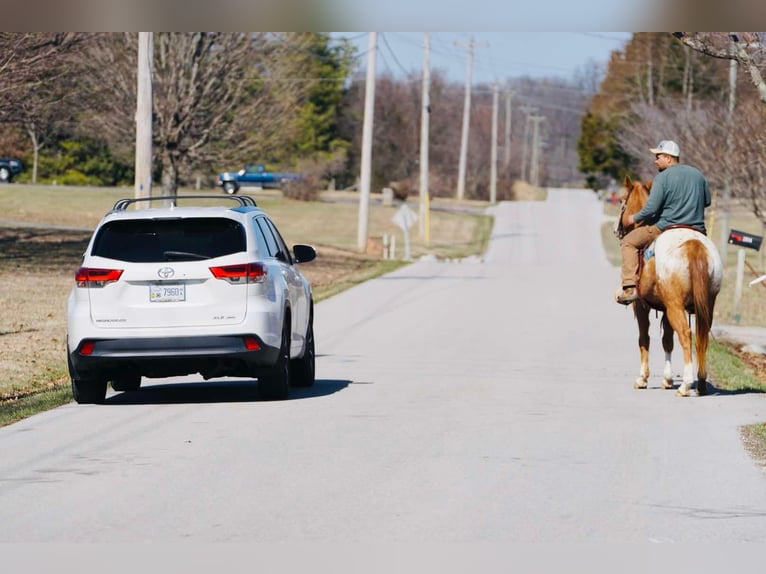 Appaloosa Hongre 13 Ans 155 cm Alezan brûlé in rINEYVILLE ky