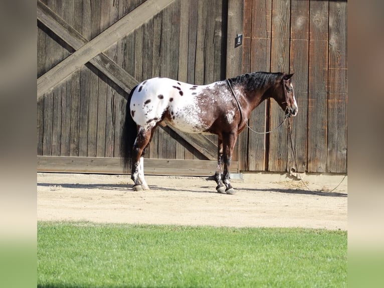 Appaloosa Hongre 13 Ans 155 cm Bai cerise in Paicines CA