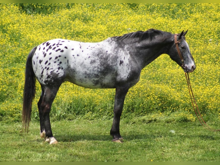 Appaloosa Hongre 13 Ans 155 cm Bai cerise in Whitley City Ky