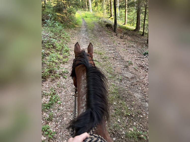 Appaloosa Hongre 13 Ans 158 cm Bai in Ober Sankt Thomas