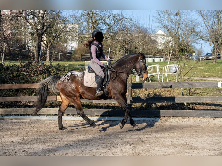 Appaloosa Croisé Hongre 13 Ans 160 cm Léopard in Kronberg im Taunus