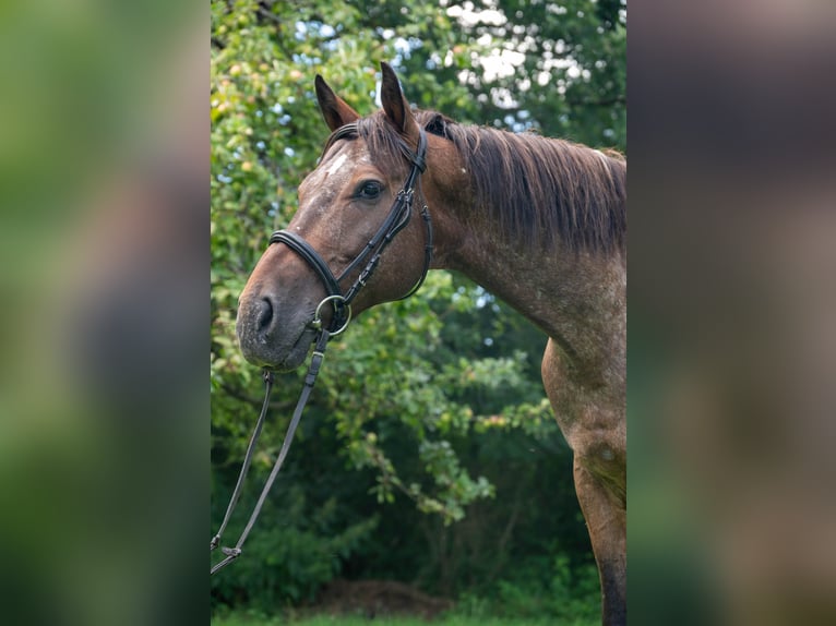 Appaloosa Croisé Hongre 13 Ans 160 cm Léopard in Kronberg im Taunus