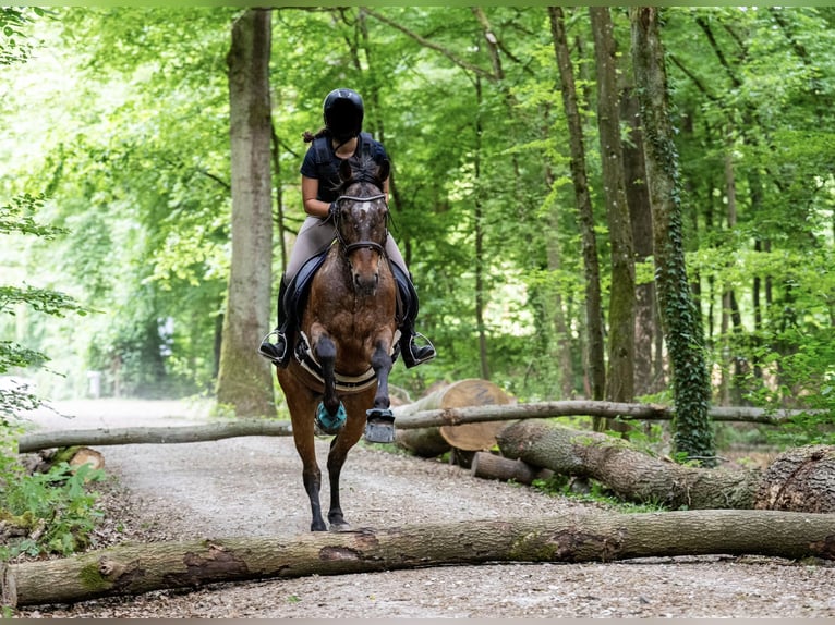 Appaloosa Croisé Hongre 13 Ans 160 cm Léopard in Kronberg im Taunus