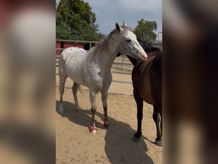 Appaloosa Hongre 13 Ans 163 cm Léopard in Bonita