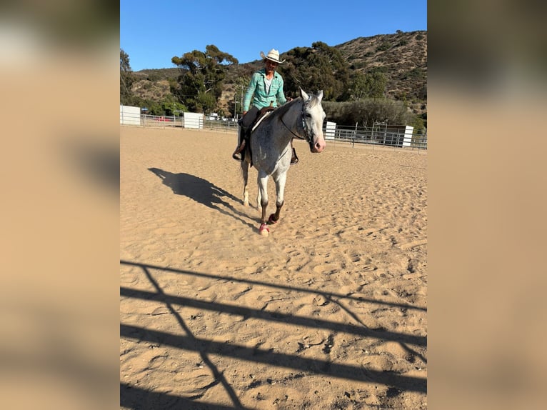 Appaloosa Hongre 13 Ans 163 cm Léopard in Bonita