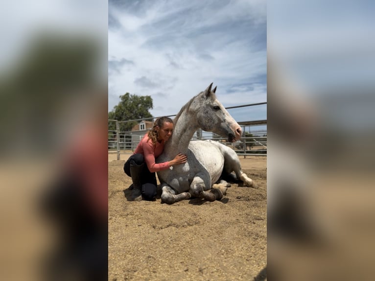 Appaloosa Hongre 13 Ans 163 cm Léopard in Bonita