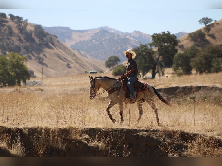 Appaloosa Hongre 14 Ans 135 cm Buckskin in Tres Pinos