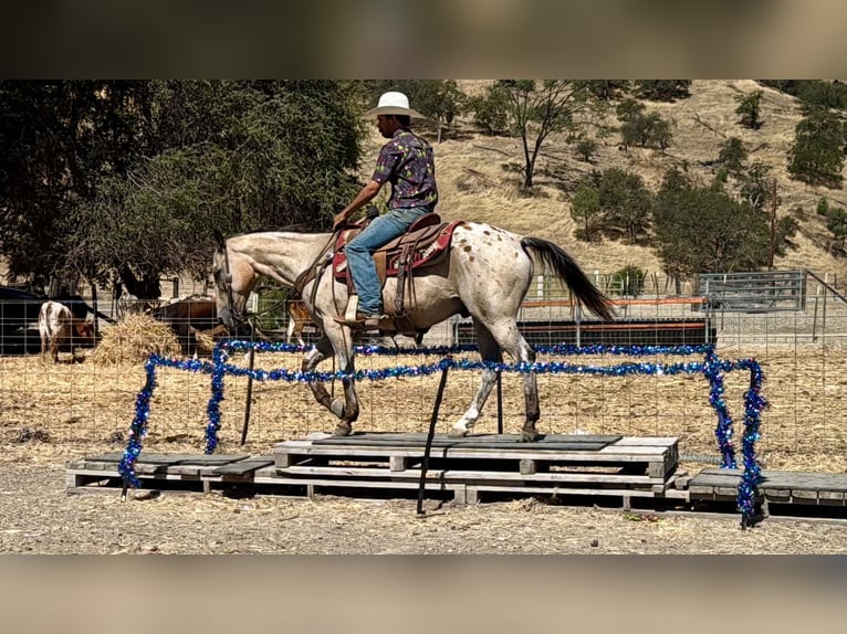 Appaloosa Hongre 14 Ans 135 cm Buckskin in Tres Pinos