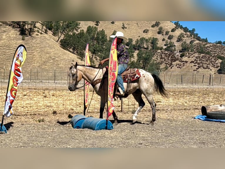 Appaloosa Hongre 14 Ans 135 cm Buckskin in Tres Pinos